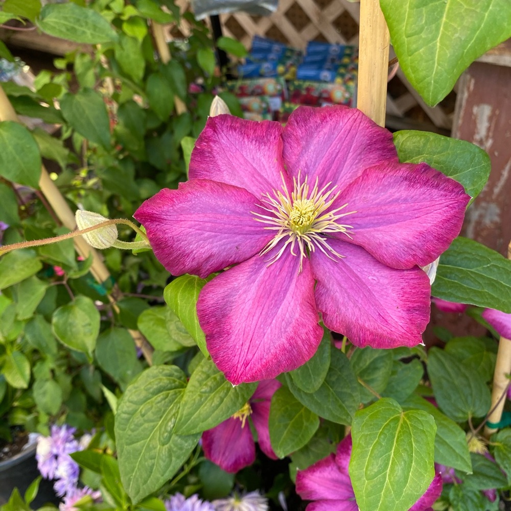 Meet your Posher, Mary